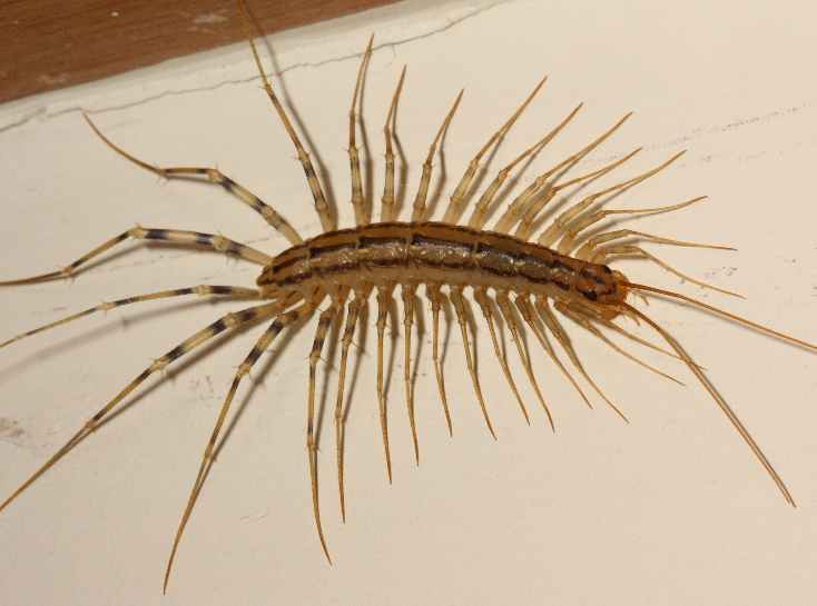 The freaky biology of the centipedes that have invaded my